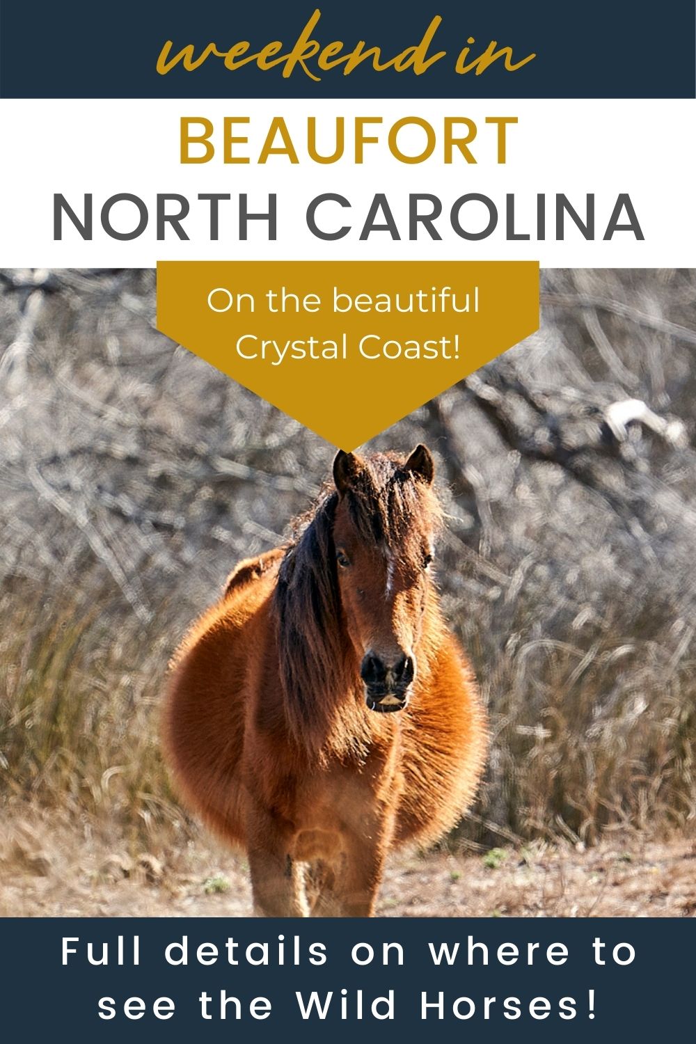 Weekend Adventures in Beaufort North Carolina wild horse