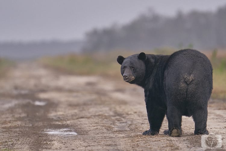 https://misadventureswithandi.com/wp-content/uploads/2021/01/Big-Black-Bear-Alligator-River-National-Wildlife-Refuge-1.jpg
