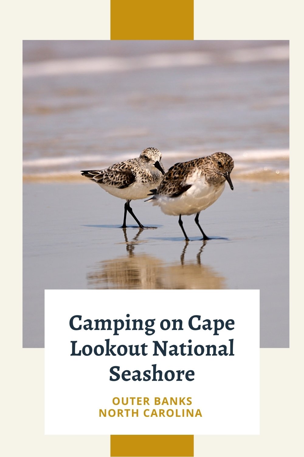 Camping on Cape Lookout National Seashore Stoving piper birds on the beach