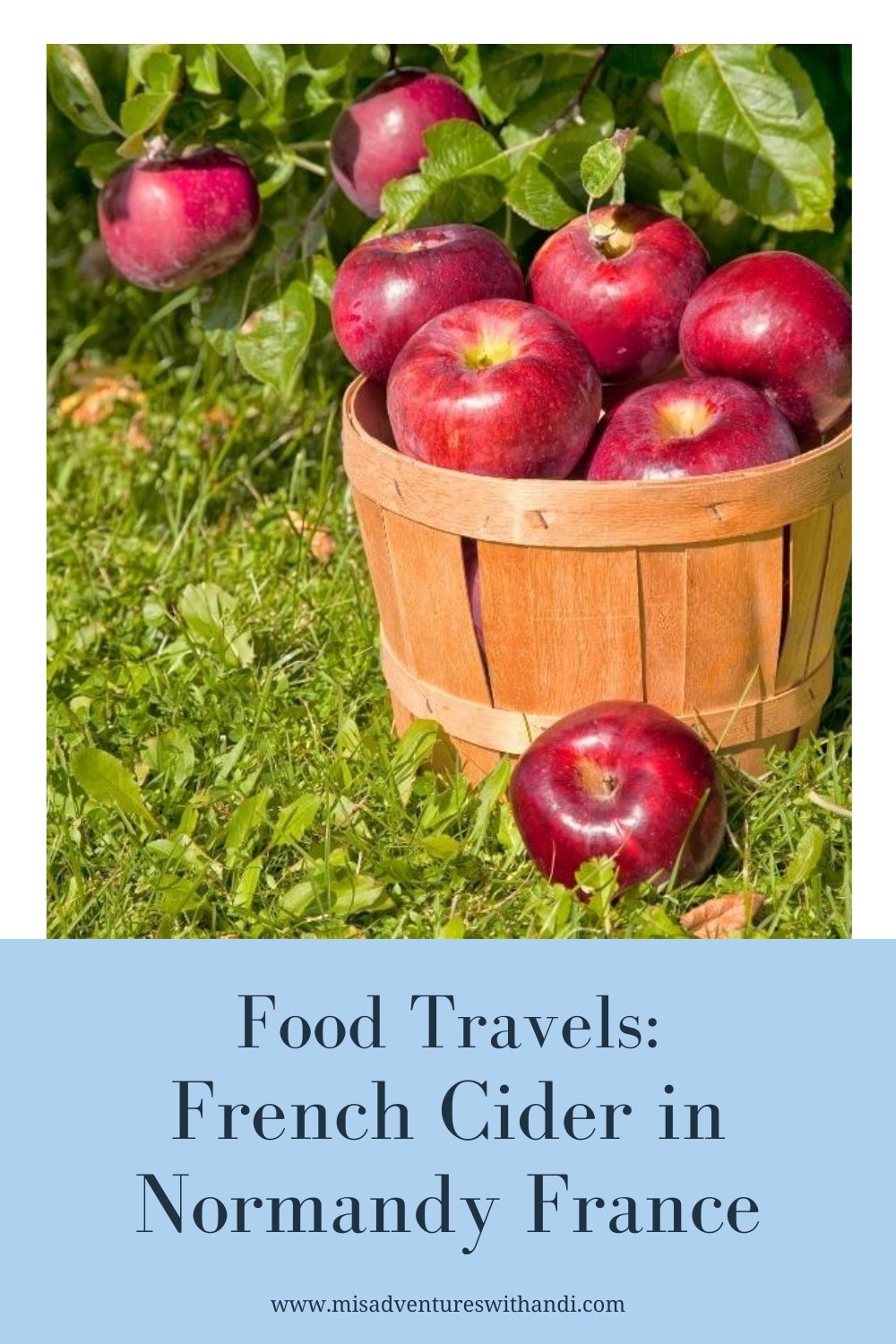 French Cider in Normandy apples on a tree