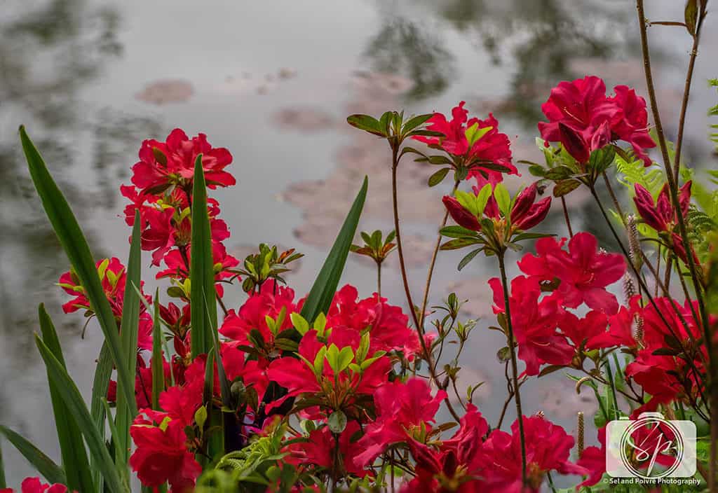 Giverny-Red Flowers near the pond