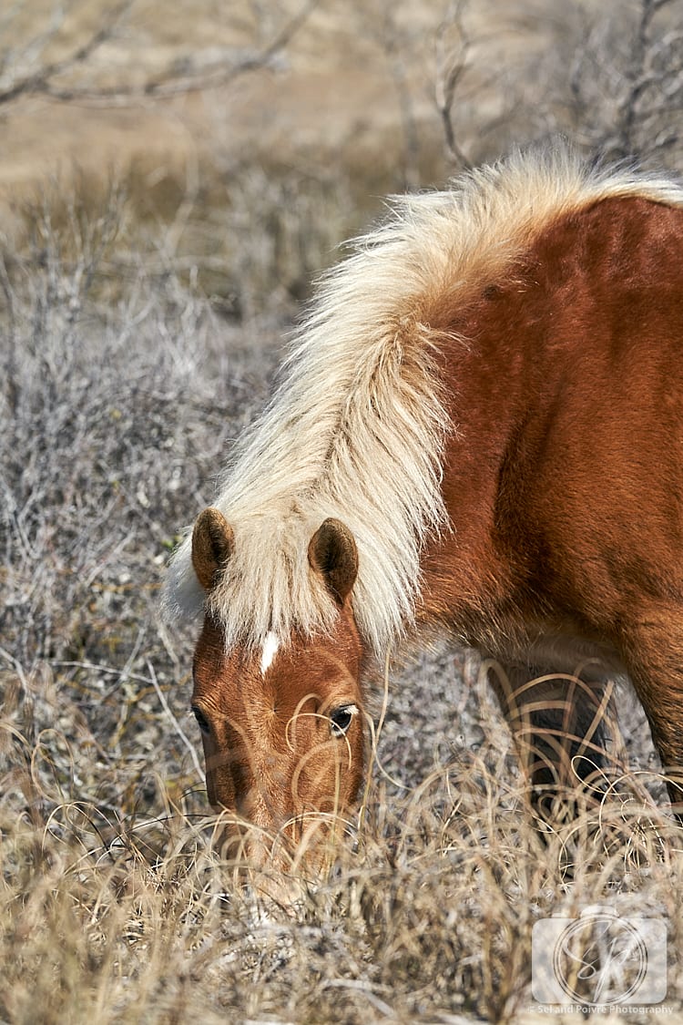 Horse on Shackleford Banks North Carolina