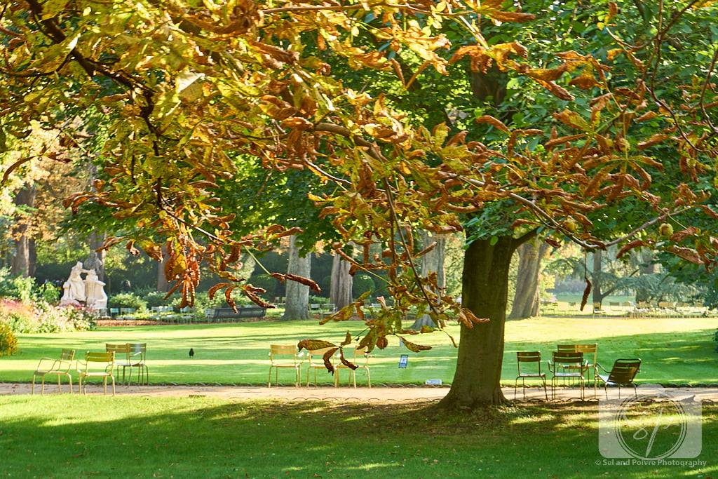 Jardin du Luxembourg- Green Chairs-Fall