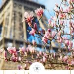 eiffel tower behind cherry blossoms
