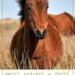 Wild horse on Shackleford Banks North Carolina