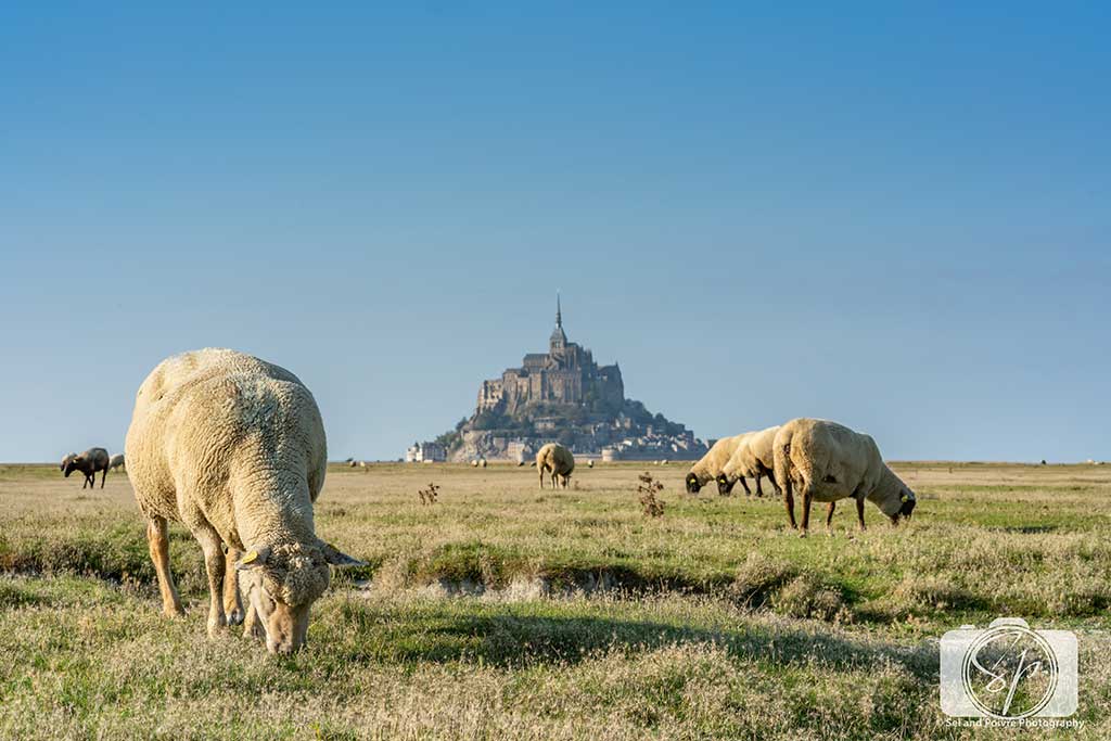 Sheep Farm next to Mont St Michel France 2