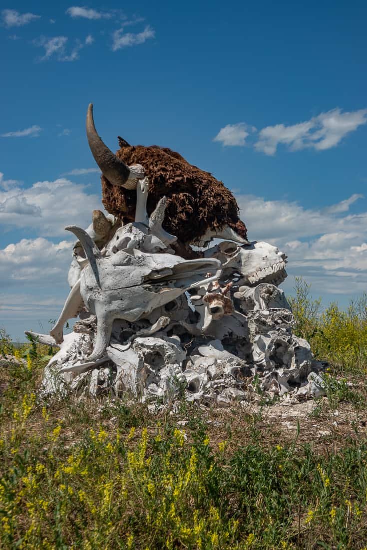 Skulls at Last Stand Trading Post outside of Little Big Horn in Montana