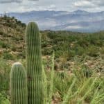 Things to do in Tucson