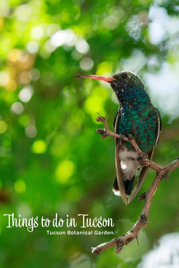 Things to do in Tucson - Tucson Botanical Garden Things to do in Tucson - Tucson Botanical Garden