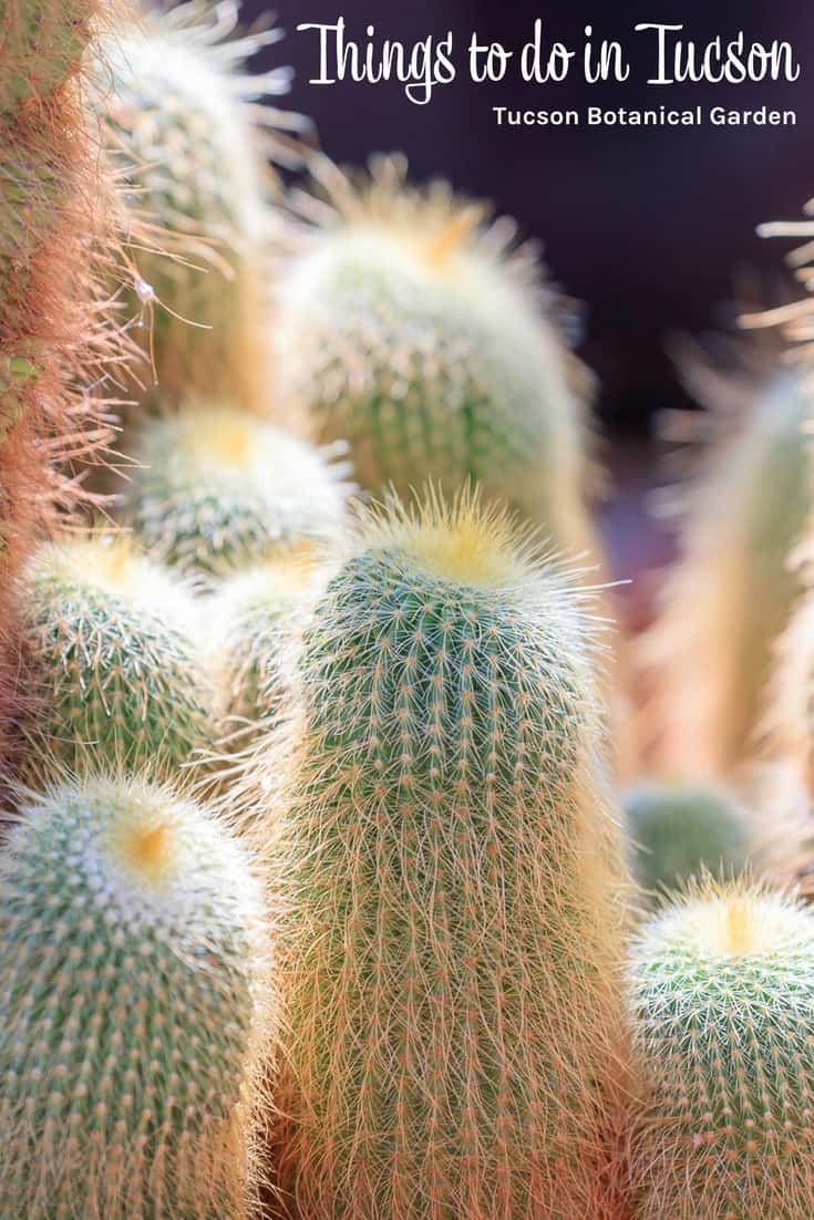 Things to do in Tucson - Tucson Botanical Garden Things to do in Tucson - Tucson Botanical Garden