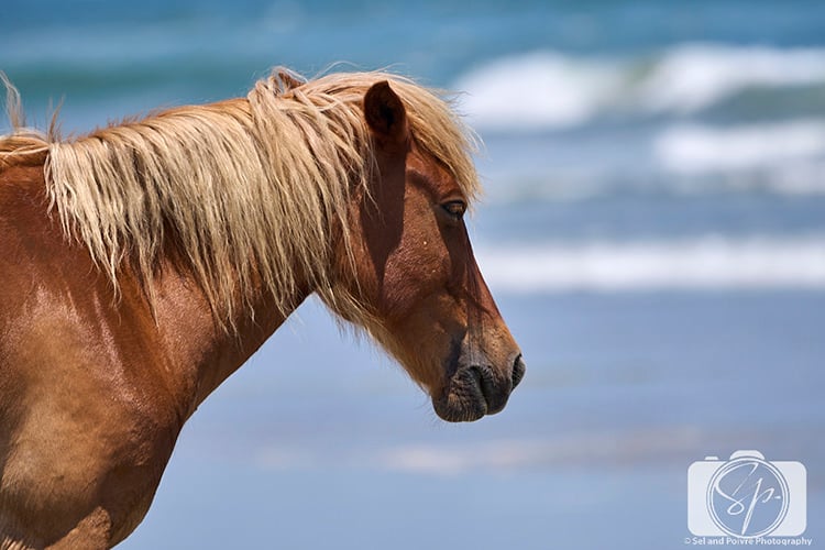 Wild Horses in the Outer Banks