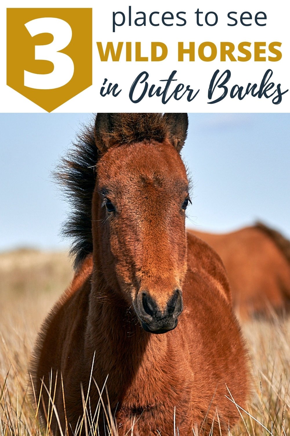 Where to See Wild Horses in the Outer Banks wild horses in the outer banks