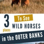 wild horses in the outer banks