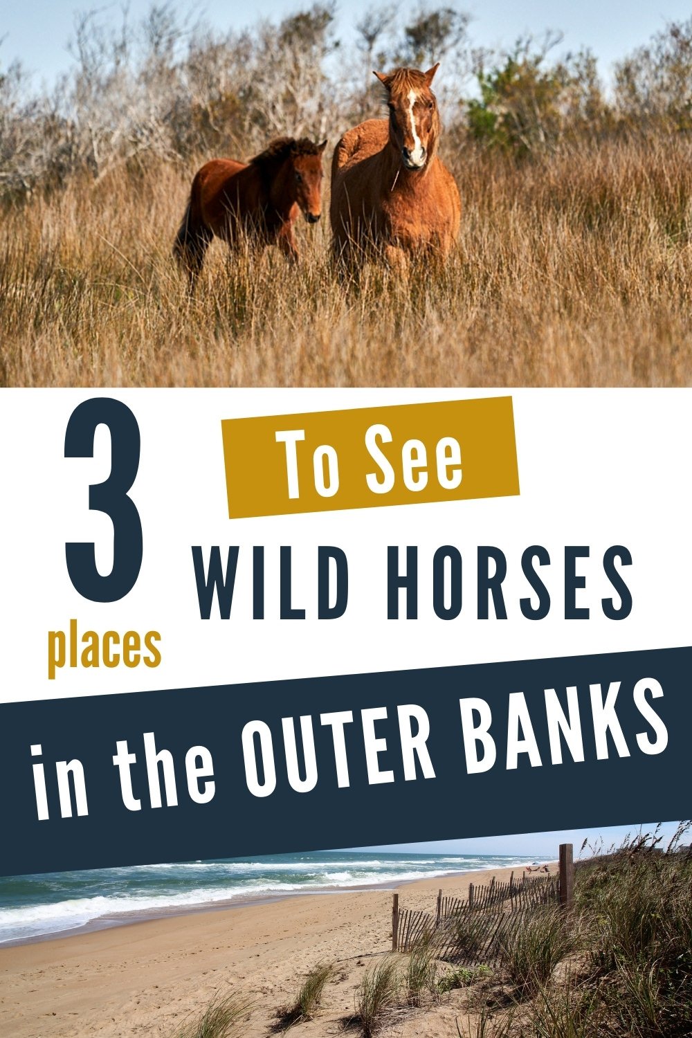 Where to See Wild Horses in the Outer Banks wild horses in the outer banks